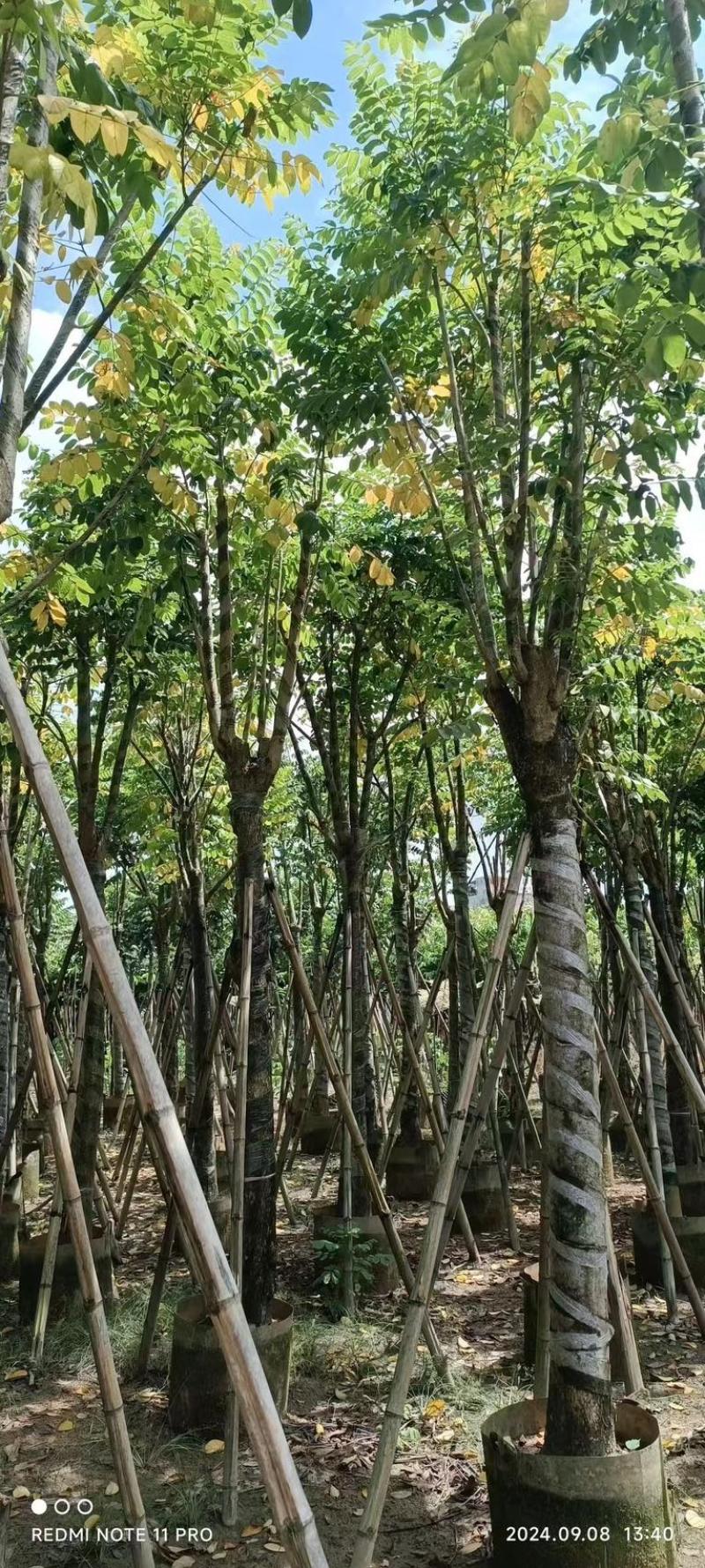 骨架火焰木12～20公分基地直发规格齐全质量优质
