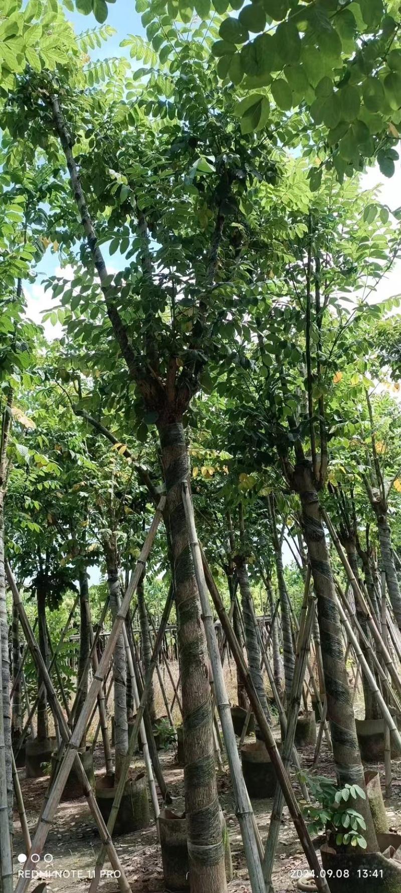 骨架火焰木12～20公分基地直发规格齐全质量优质