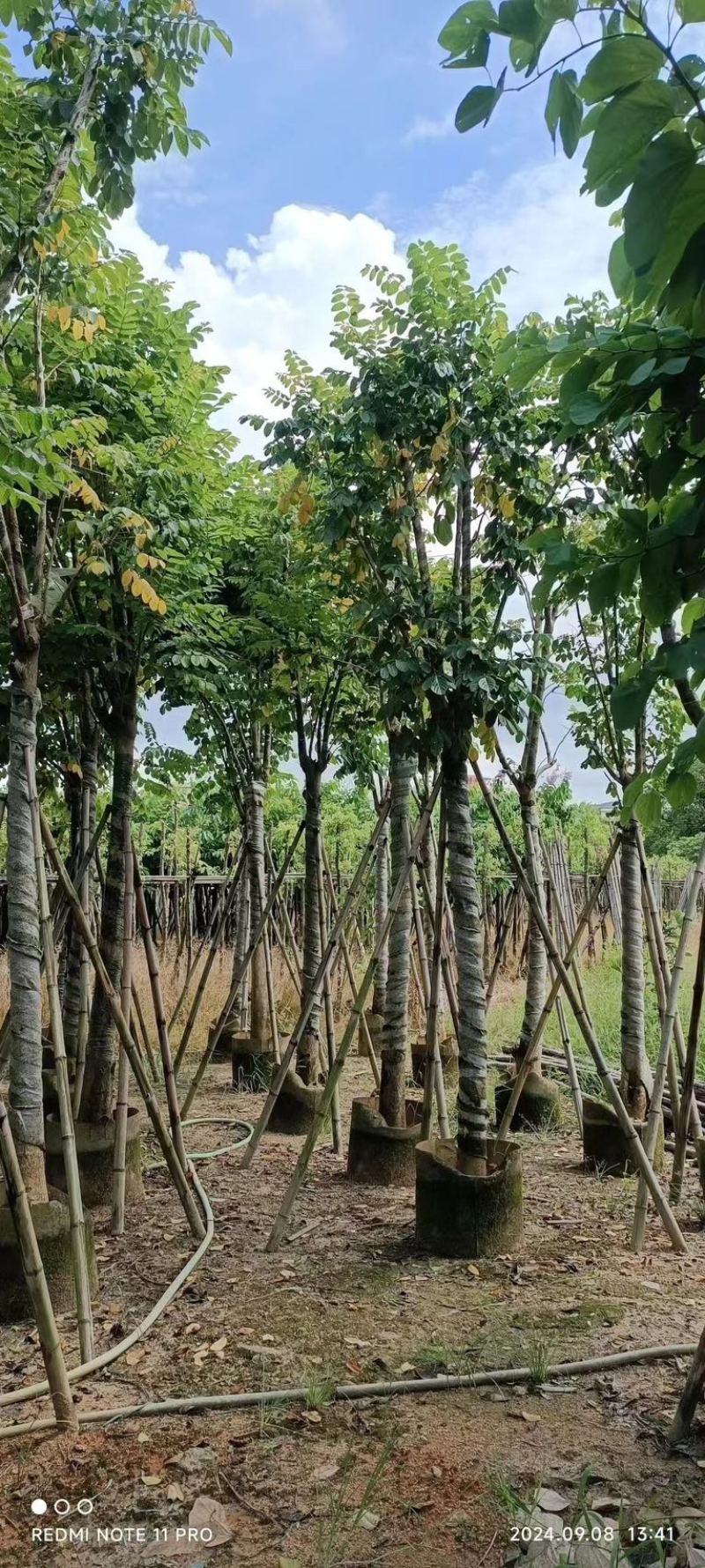 骨架火焰木12～20公分基地直发规格齐全质量优质