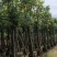 骨架火焰木12～20公分基地直发规格齐全质量优质