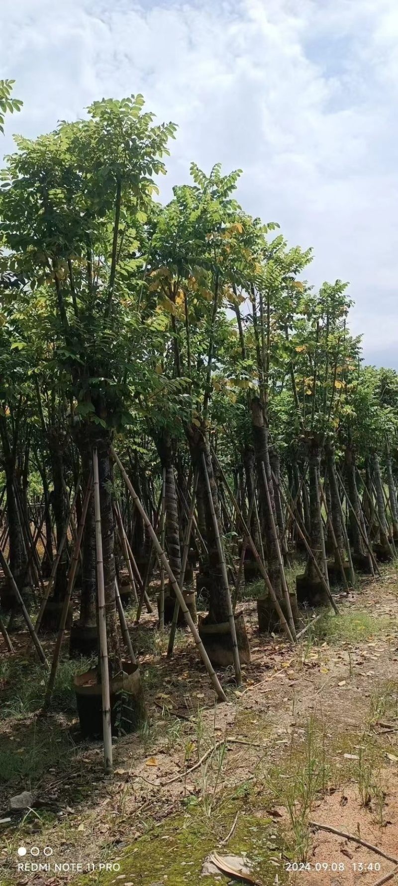骨架火焰木12～20公分基地直发规格齐全质量优质