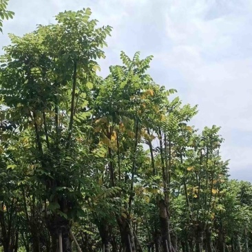 骨架火焰木12～20公分基地直发规格齐全质量优质