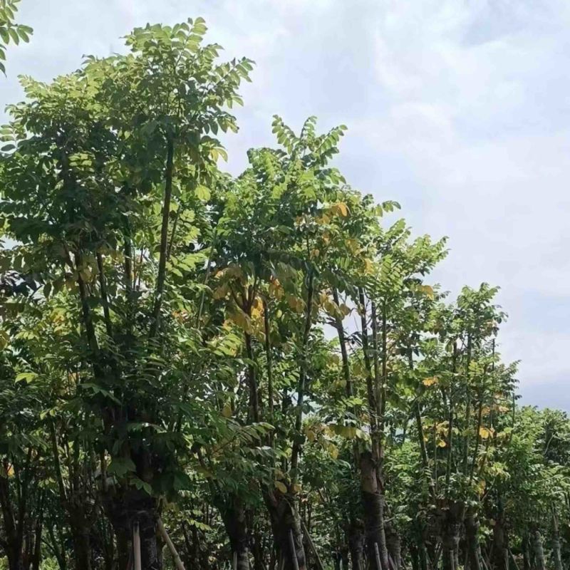 骨架火焰木12～20公分基地直发规格齐全质量优质