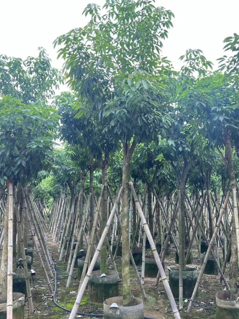 绣球紫花风铃木8～15公分基地直发规格齐全质量优质
