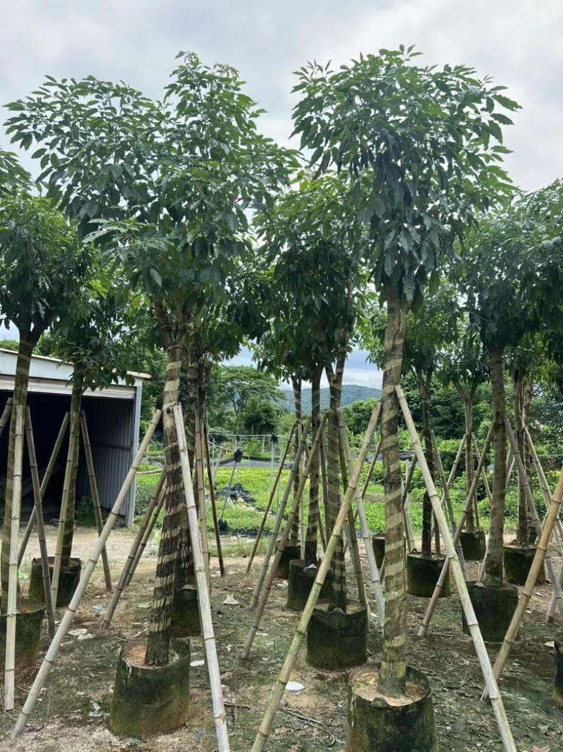 绣球紫花风铃木8～15公分基地直发规格齐全质量优质