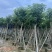 绣球紫花风铃木8～15公分基地直发规格齐全质量优质