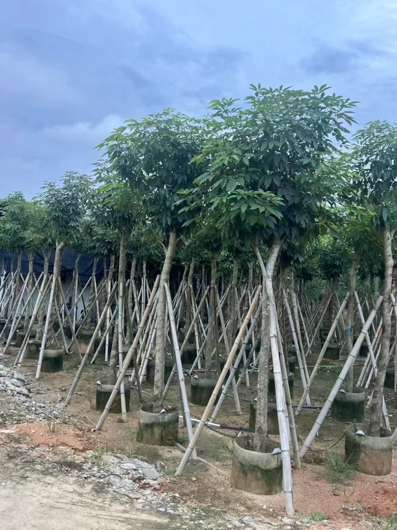 绣球紫花风铃木8～15公分基地直发规格齐全质量优质