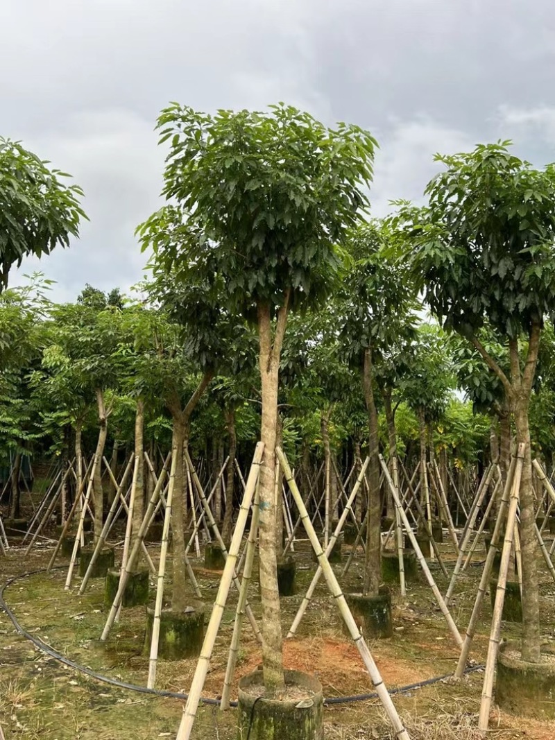 绣球紫花风铃木8～15公分基地直发规格齐全质量优质