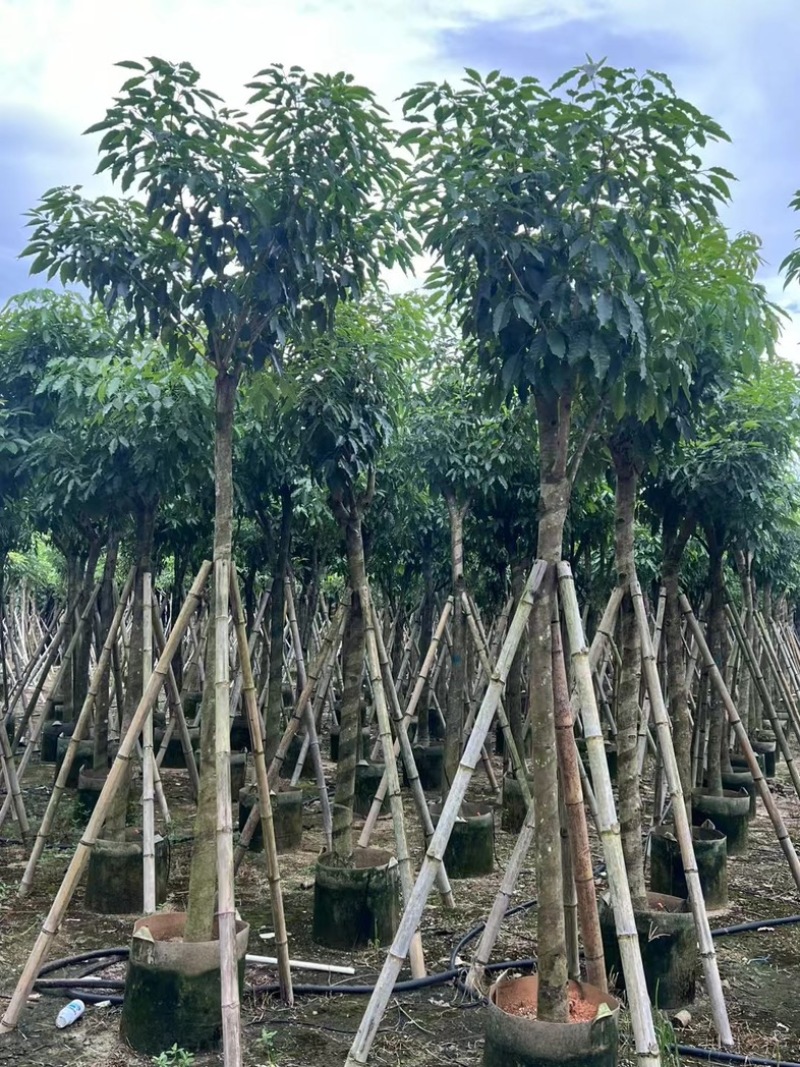 绣球紫花风铃木8～15公分基地直发规格齐全质量优质