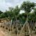绣球紫花风铃木8～15公分基地直发规格齐全质量优质