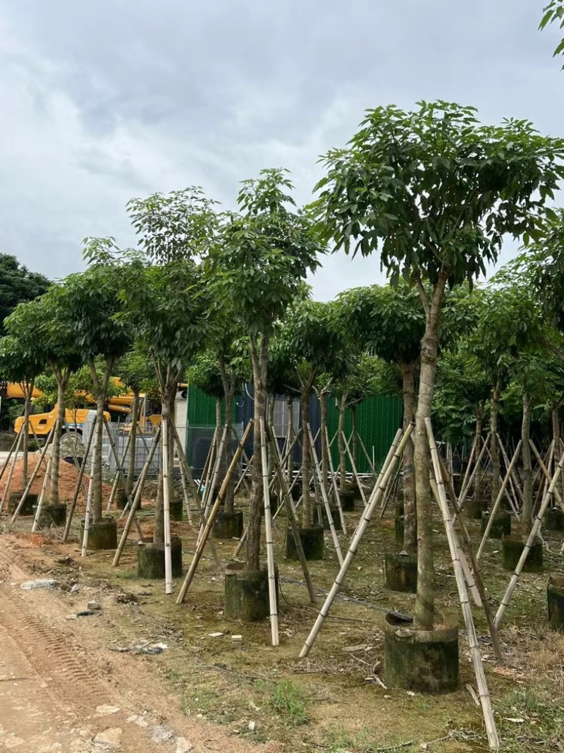 绣球紫花风铃木8～15公分基地直发规格齐全质量优质