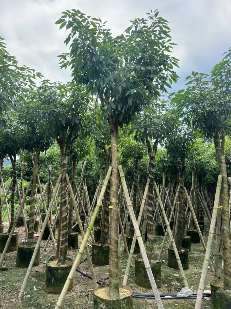 绣球紫花风铃木8～15公分基地直发规格齐全质量优质