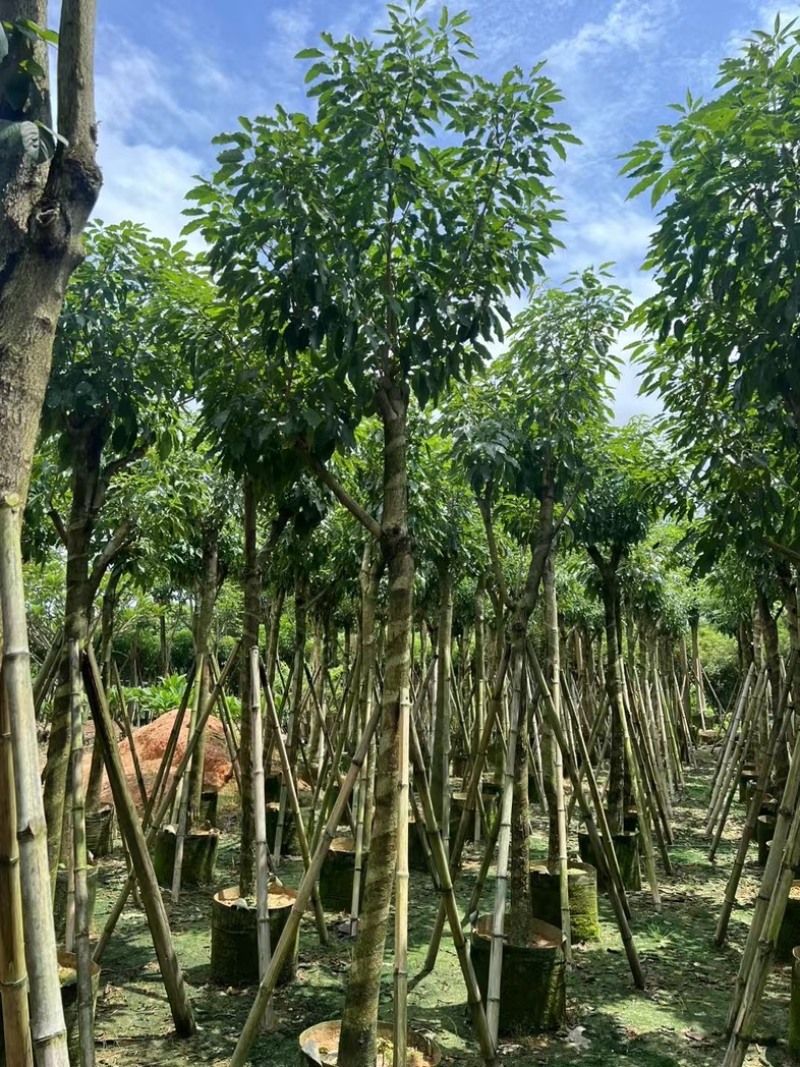 绣球紫花风铃木8～15公分基地直发规格齐全质量优质