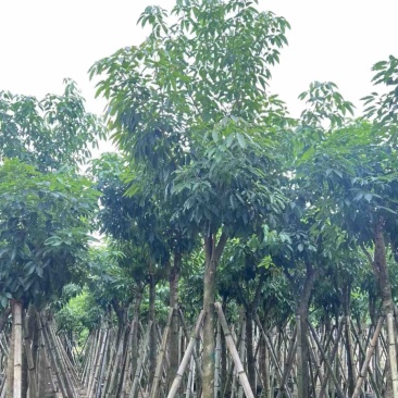 绣球紫花风铃木8～15公分基地直发规格齐全质量优质
