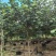 黄槿原生苗7～10公分基地直发规格齐全质量优质