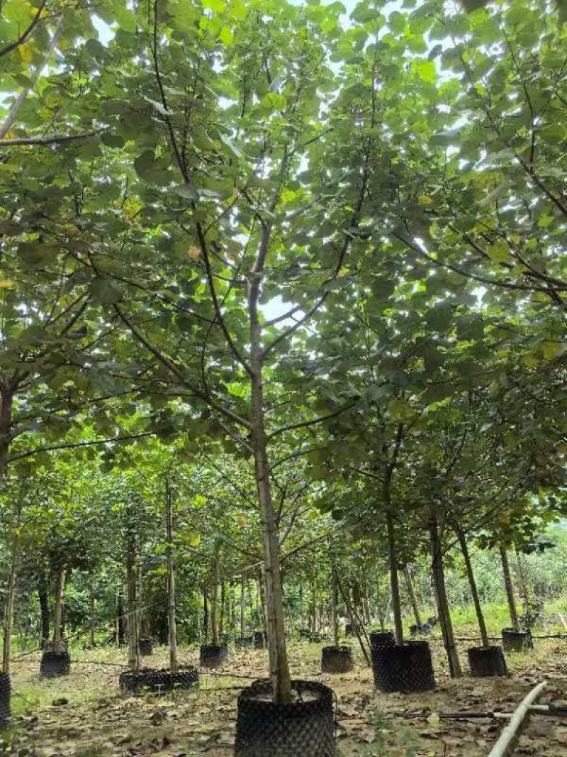 黄槿原生苗7～10公分基地直发规格齐全质量优质