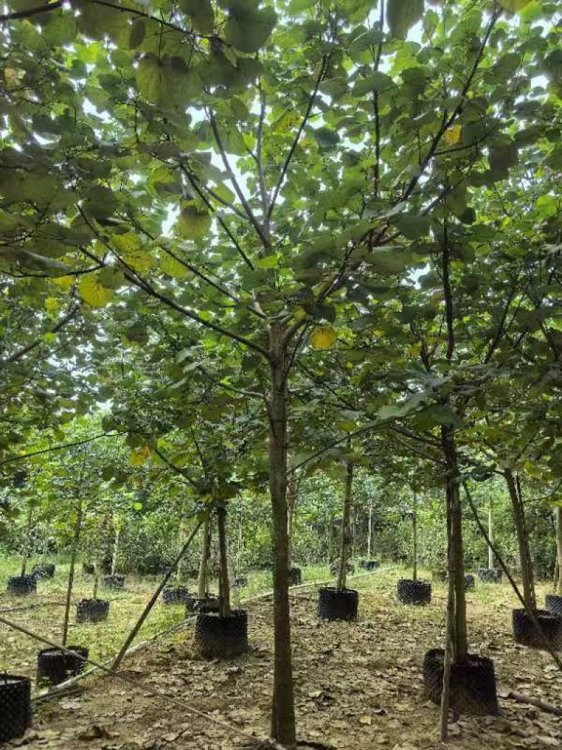 黄槿原生苗7～10公分基地直发规格齐全质量优质