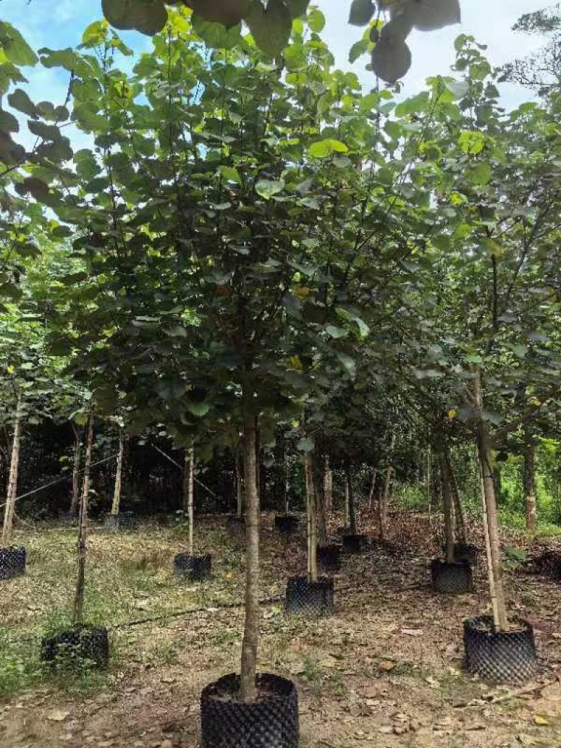 黄槿原生苗7～10公分基地直发规格齐全质量优质