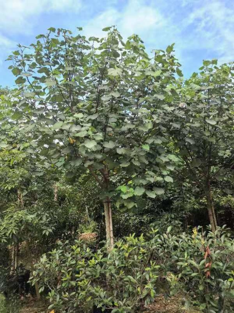黄槿原生苗7～10公分基地直发规格齐全质量优质