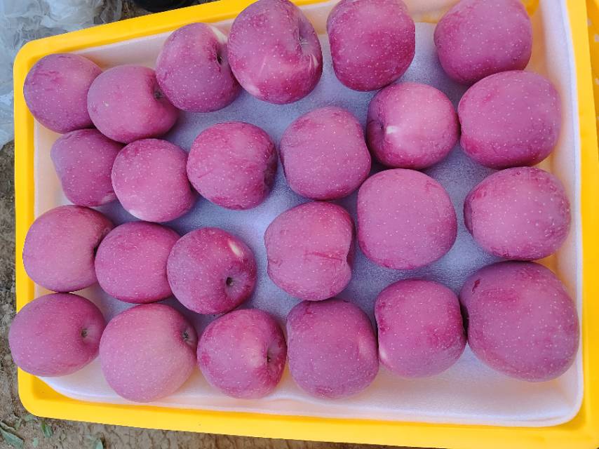 嘎啦苹果特写图