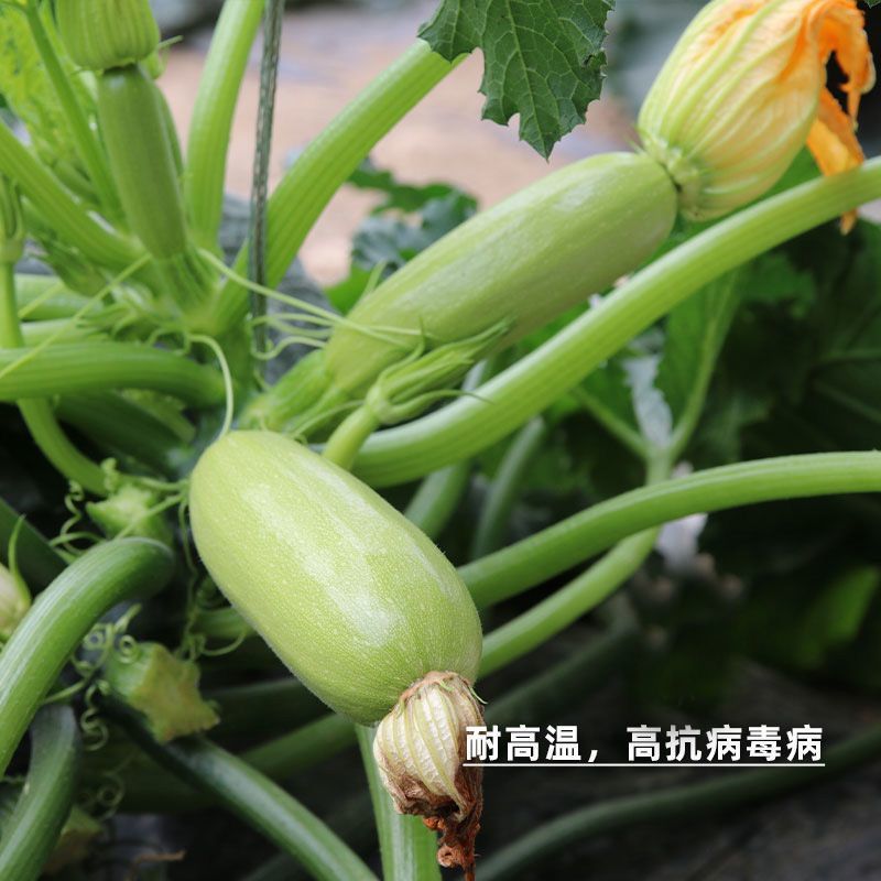 绿色经典西葫芦种子翠绿色中熟耐热耐寒坐果率高抗病