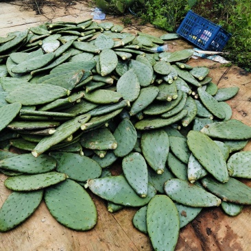 仙人掌种苗
