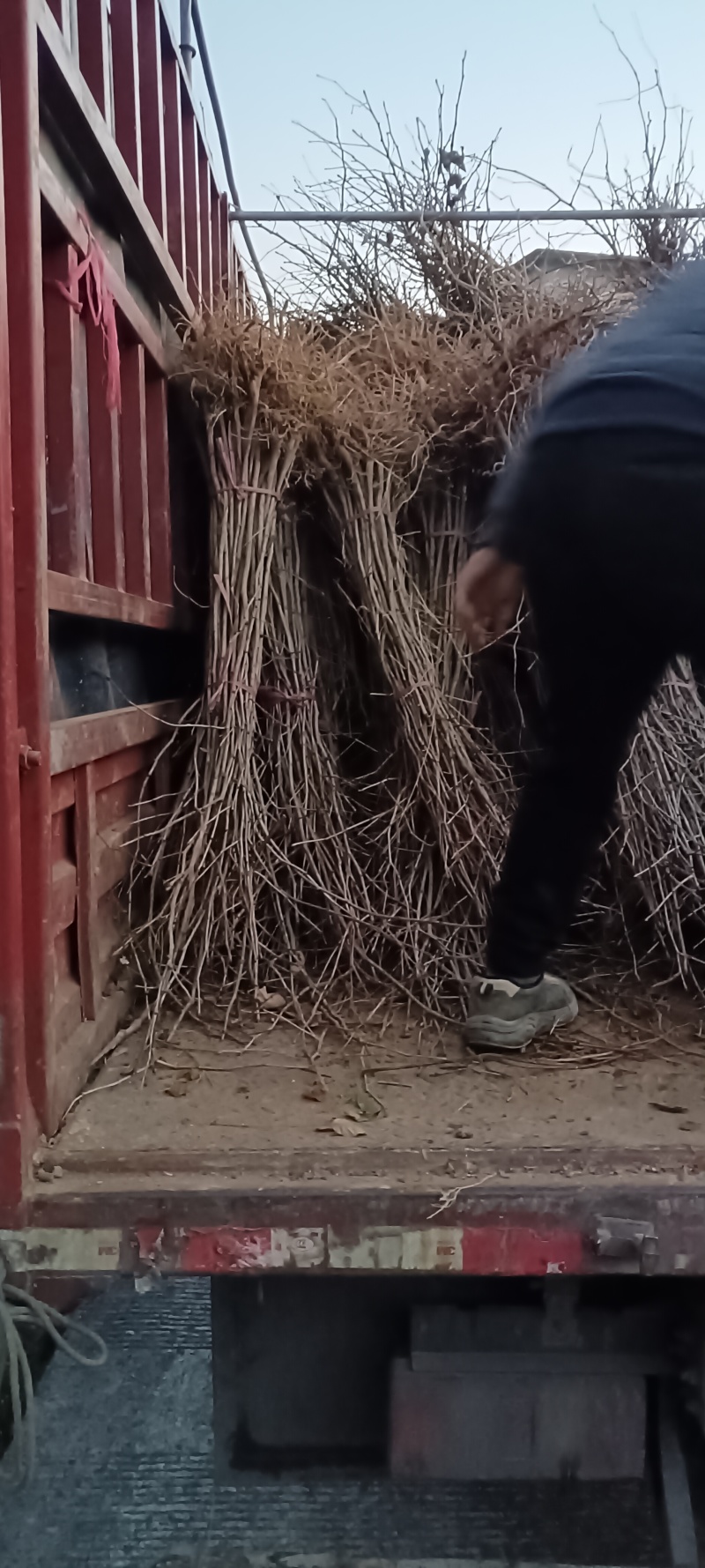 银杏苗白果树银杏树苗圃直销现起现发