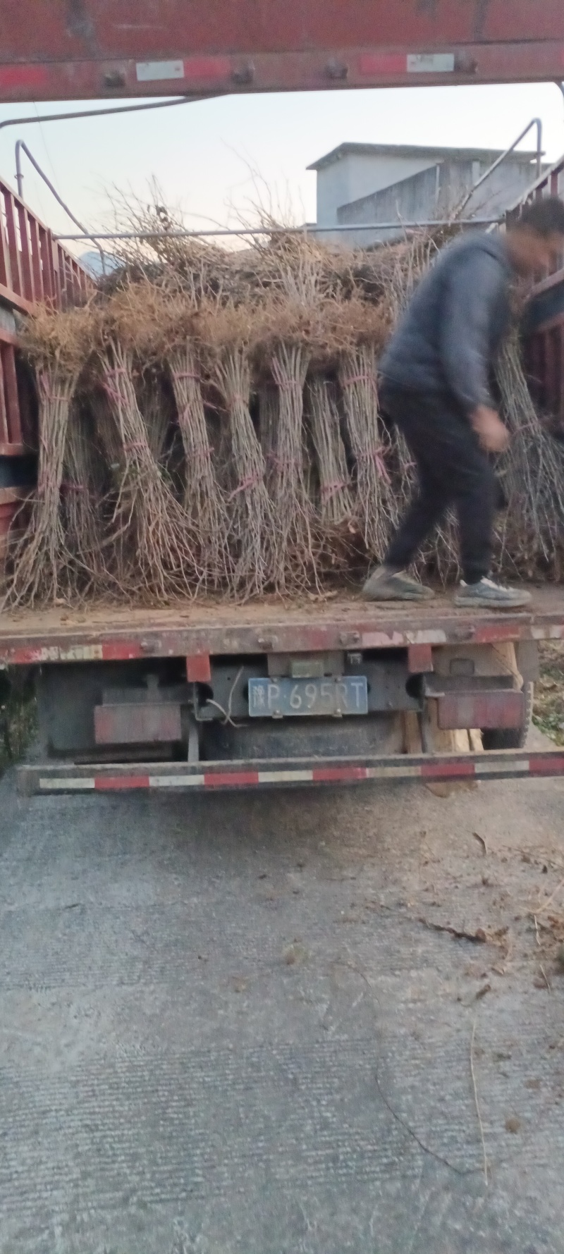 银杏苗白果树银杏树苗圃直销现起现发