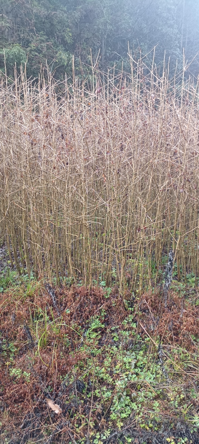 银杏苗白果树银杏树苗圃直销现起现发