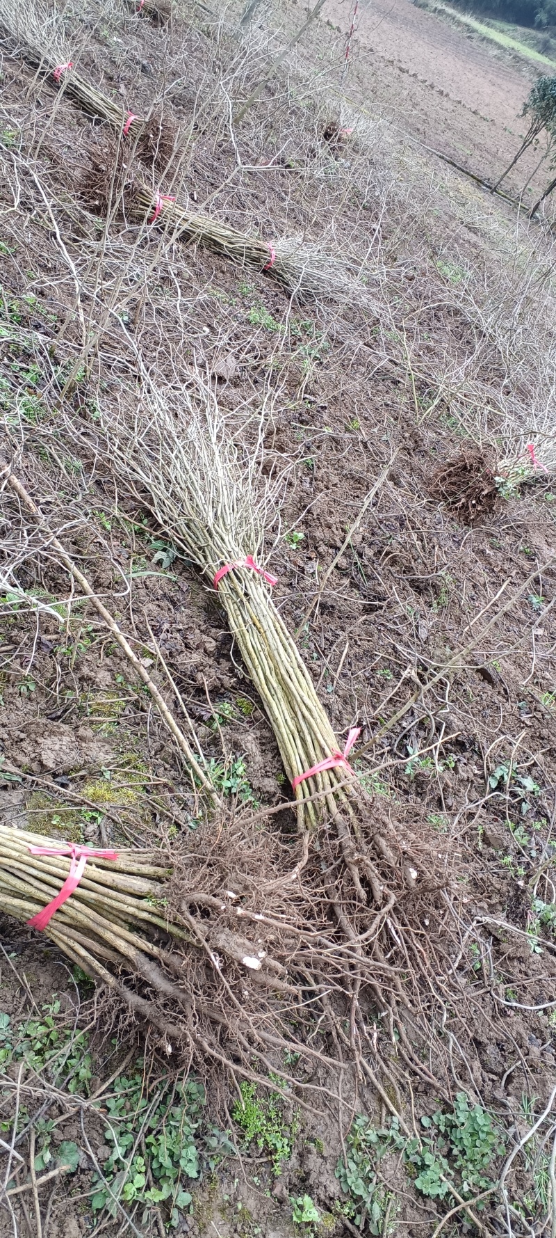 银杏苗白果树银杏树苗圃直销现起现发