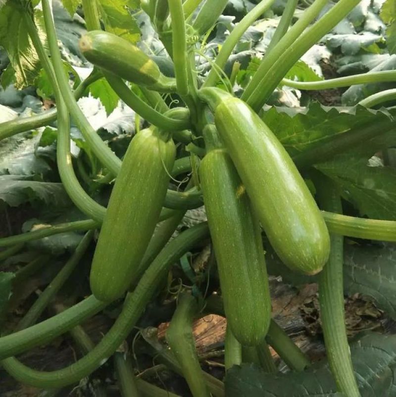 油青西葫芦种子抗病丰产耐寒青瓜籽南北方春秋两季播四季蔬菜