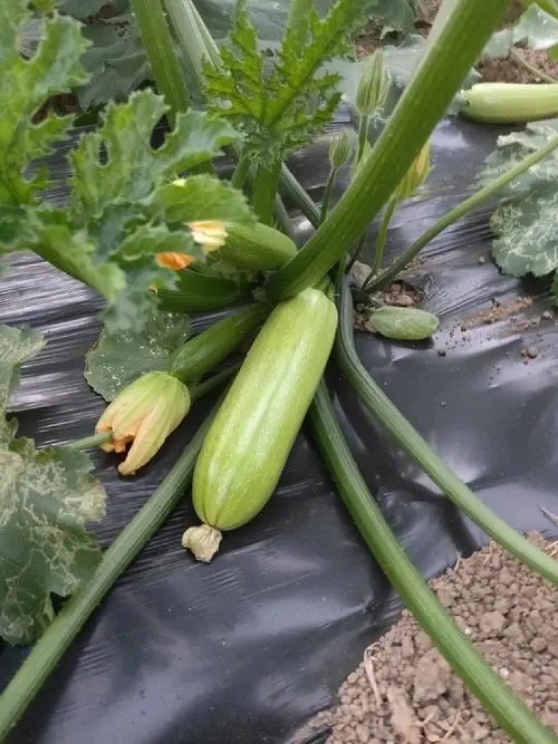 油青西葫芦种子抗病丰产耐寒青瓜籽南北方春秋两季播四季蔬菜