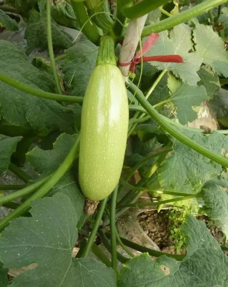 油青西葫芦种子抗病丰产耐寒青瓜籽南北方春秋两季播四季蔬菜