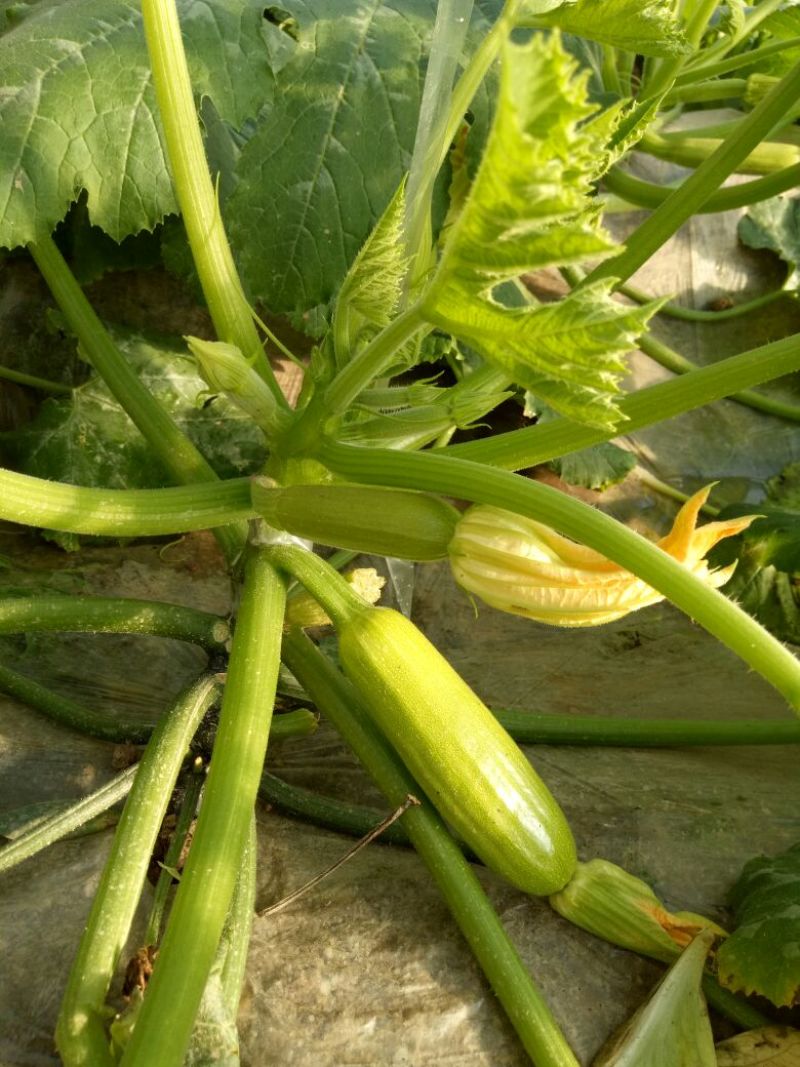 油青西葫芦种子抗病丰产耐寒青瓜籽南北方春秋两季播四季蔬菜