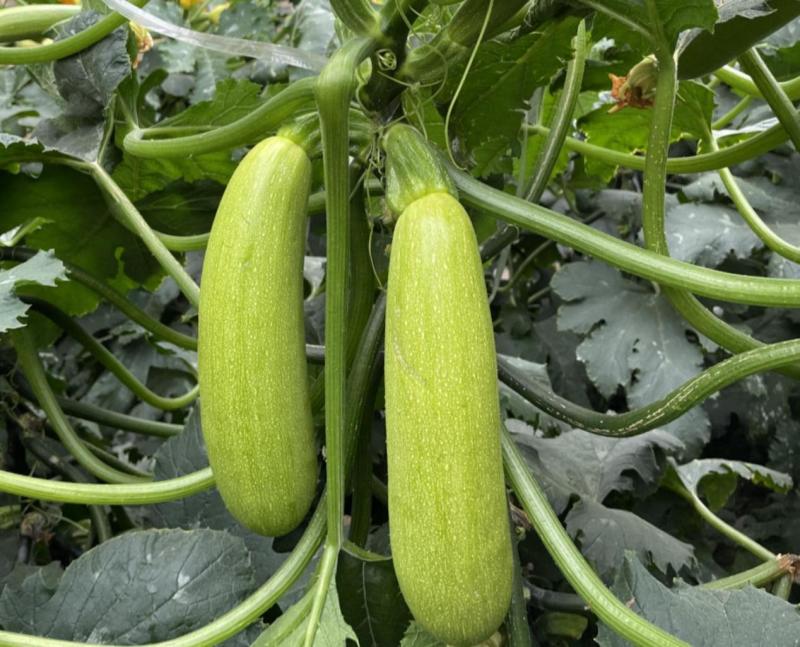 油青西葫芦种子抗病丰产耐寒青瓜籽南北方春秋两季播四季蔬菜
