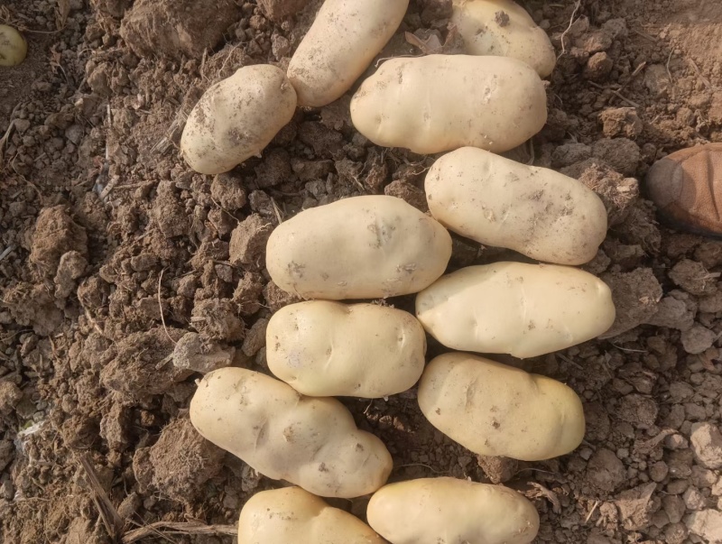 精品冷库荷兰十五土豆应三两往上，色泽鲜亮黄金产地批发