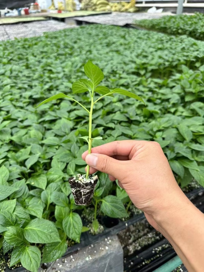 螺丝椒苗，全螺螺丝椒苗，长线椒苗，杭椒苗，尖椒苗，朝天椒