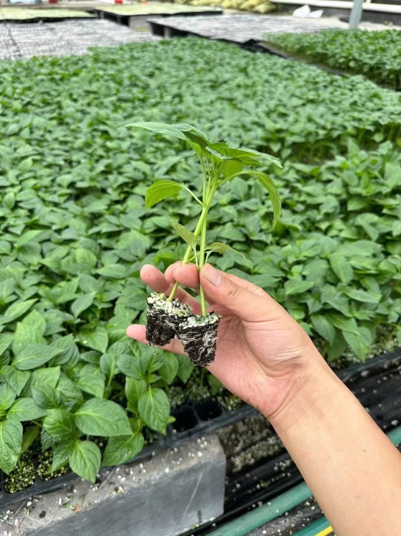 螺丝椒苗，全螺螺丝椒苗，长线椒苗，杭椒苗，尖椒苗，朝天椒