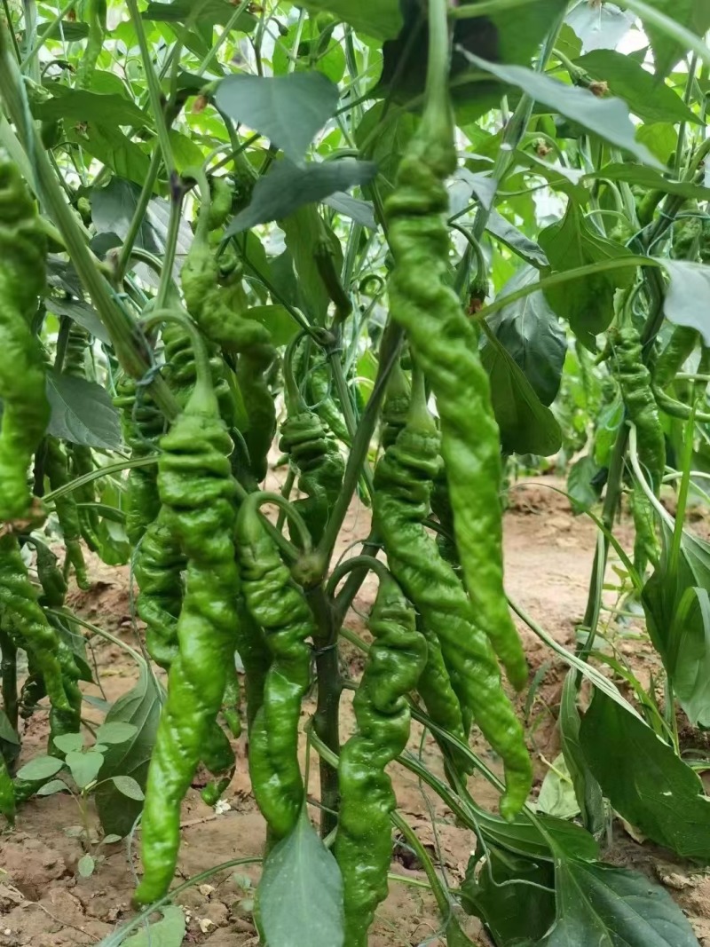 螺丝椒苗，全螺螺丝椒苗，长线椒苗，杭椒苗，尖椒苗，朝天椒