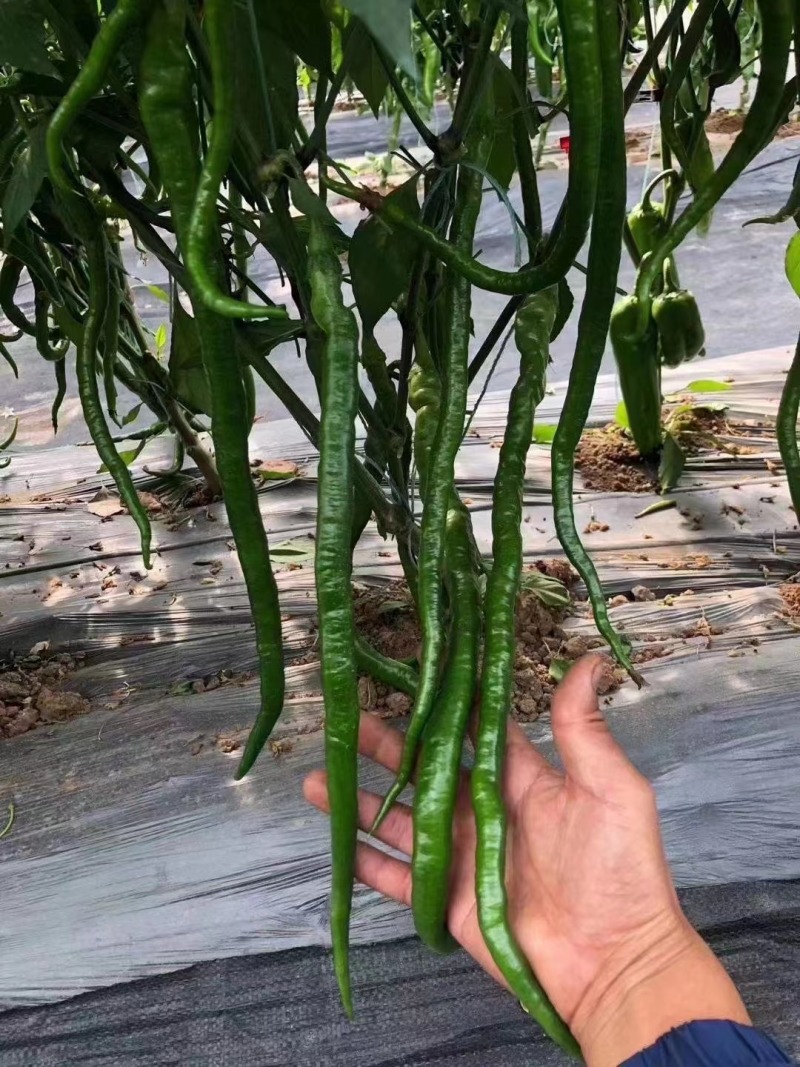 螺丝椒苗，全螺螺丝椒苗，长线椒苗，杭椒苗，尖椒苗，朝天椒
