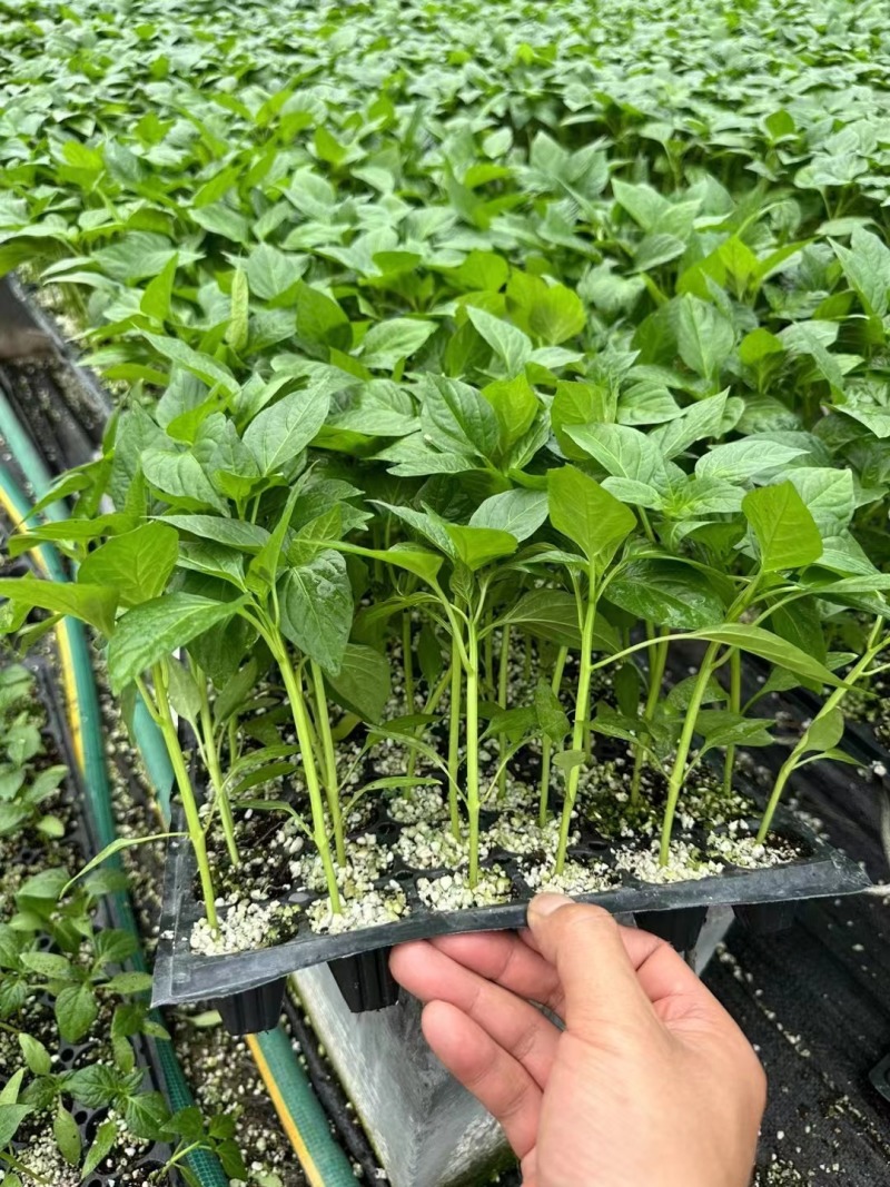 螺丝椒苗，全螺螺丝椒苗，长线椒苗，杭椒苗，尖椒苗，朝天椒