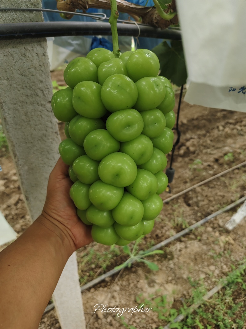 精品阳光玫瑰