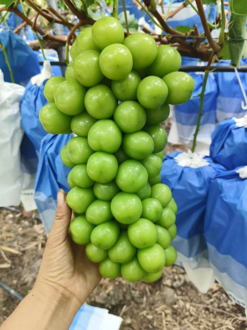 凉山阳光玫瑰