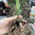 露天紫花白芨驯化苗源头基地实地考察量大从优欢迎来电
