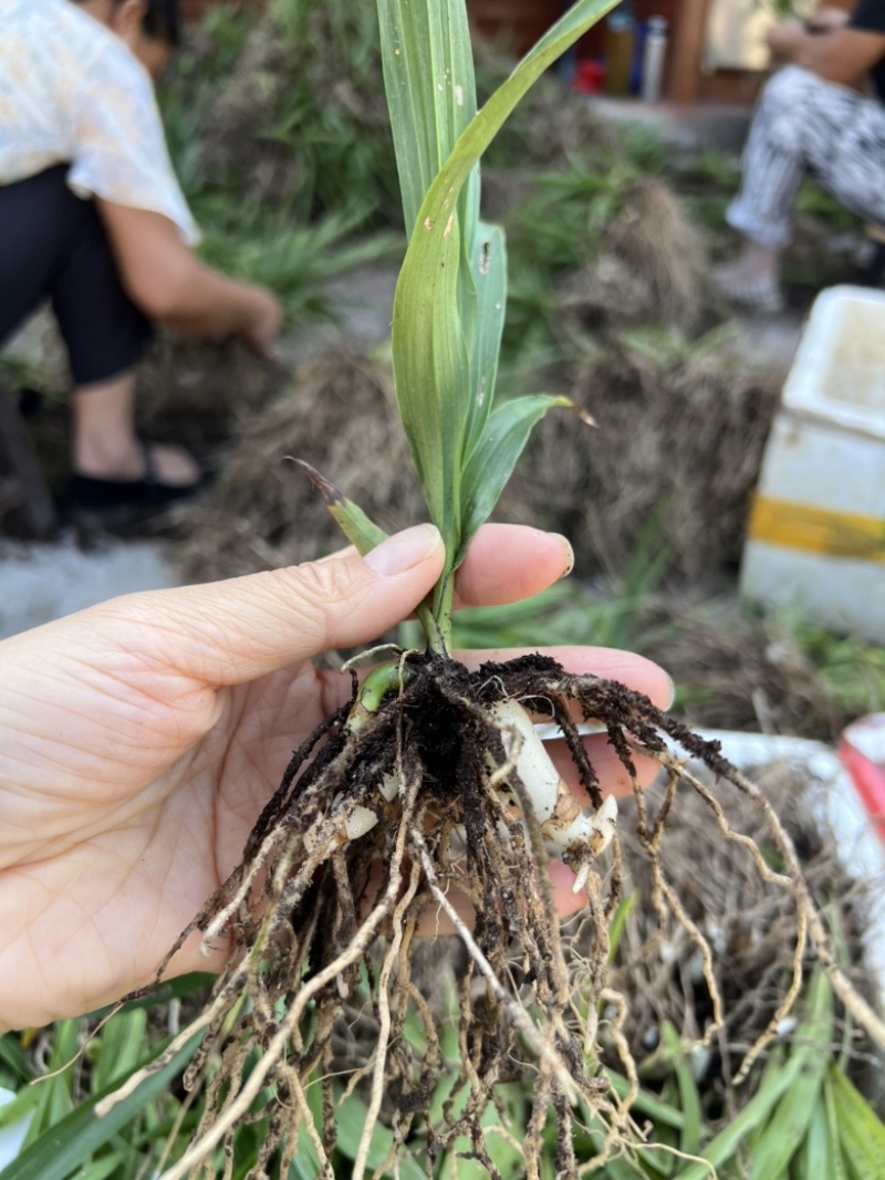 露天紫花白芨驯化苗源头基地实地考察量大从优欢迎来电