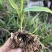 露天紫花白芨驯化苗源头基地实地考察量大从优欢迎来电