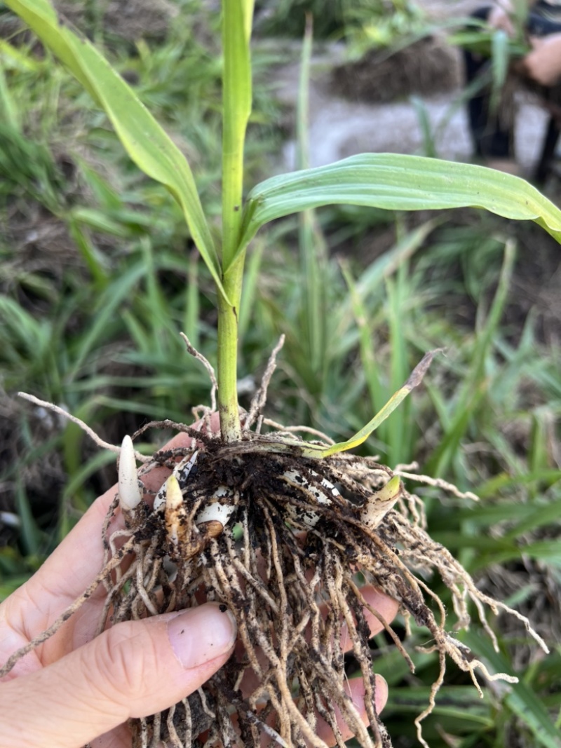 露天紫花白芨驯化苗源头基地实地考察量大从优欢迎来电