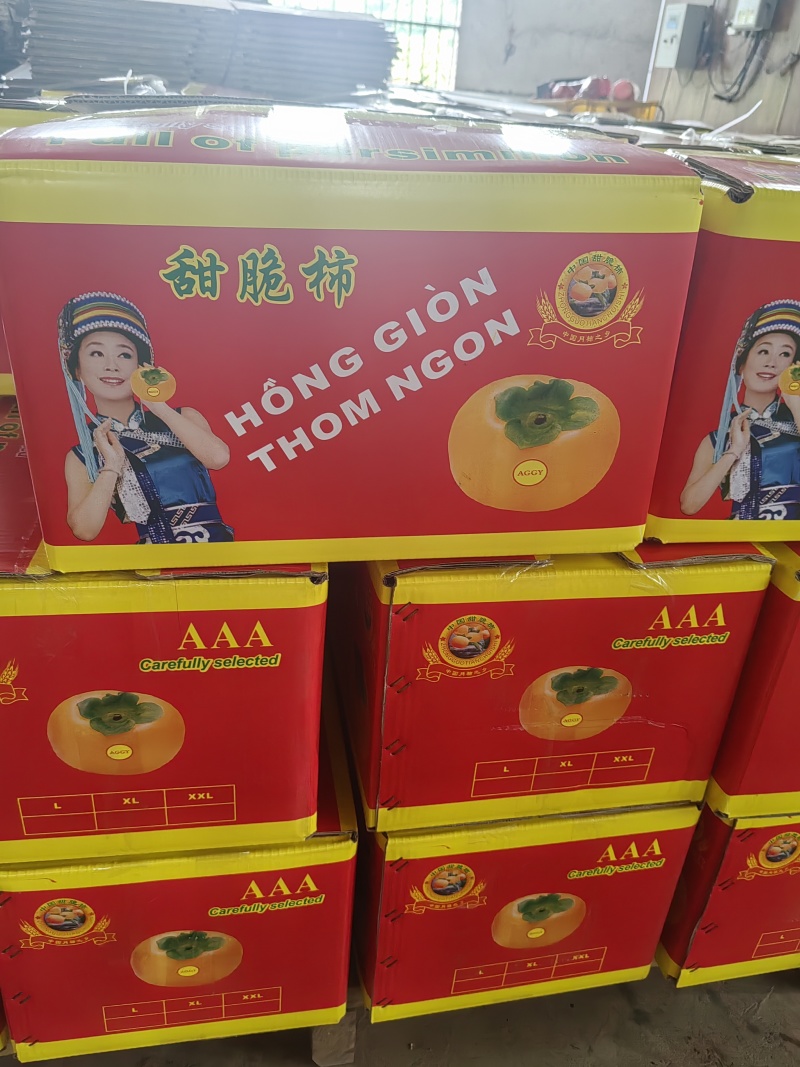 恭城脆柿产地大量供应，价格便宜，市场，越南货，电商货