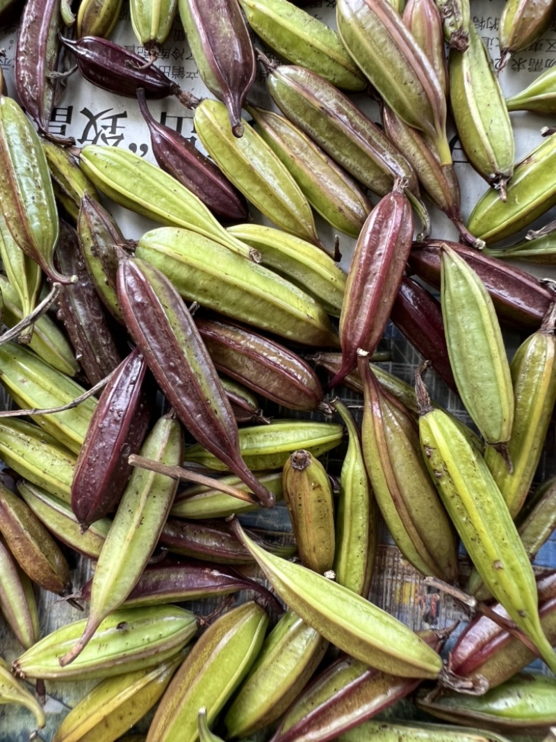 宜昌纯紫花中宽叶三叉白芨果荚欢迎来电咨询