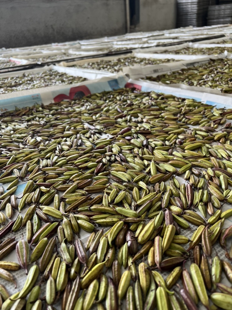 宜昌纯紫花中宽叶三叉白芨果荚欢迎来电咨询